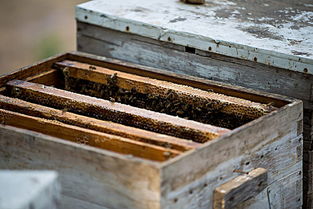 養(yǎng)蜜蜂的蜂箱通風(fēng)口應(yīng)該裝在什么位置(詳解蜂箱通風(fēng)口安裝位置) 養(yǎng)蜜蜂的蜂箱通風(fēng)口應(yīng)該裝在什么位置(詳解蜂箱通風(fēng)口安裝位置)