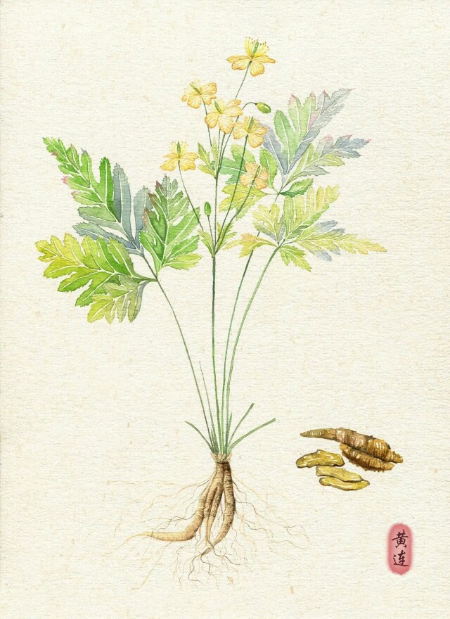 中草藥蜜源植物有哪些（常見的蜜源植物有哪些）