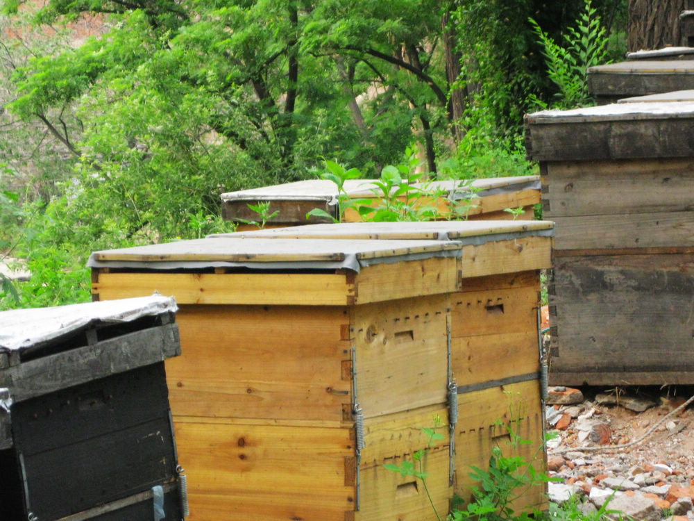 養蜜蜂的蜂箱多少錢一個（蜜蜂蜂箱價格及選購要求）