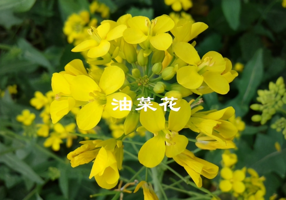 廣西油菜花什么時(shí)候開花（廣西油菜花開花時(shí)間）