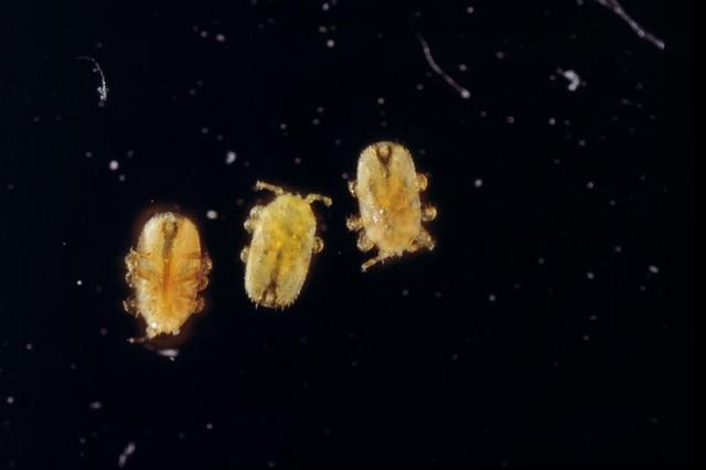 什么是花螨(花螨蟲是什么) 什么是花螨(花螨蟲是什么)