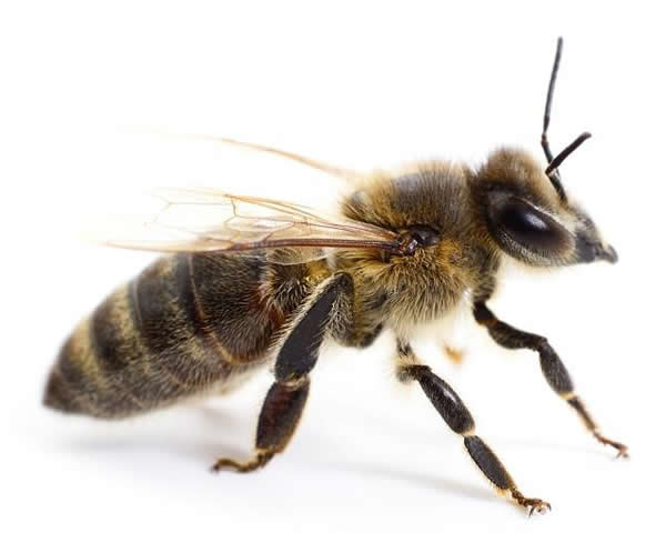 工蜂如何喂養幼蟲的? 工蜂如何喂養幼蟲的?