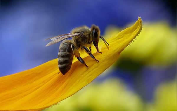 工蜂如何喂養幼蟲的? 工蜂如何喂養幼蟲的?