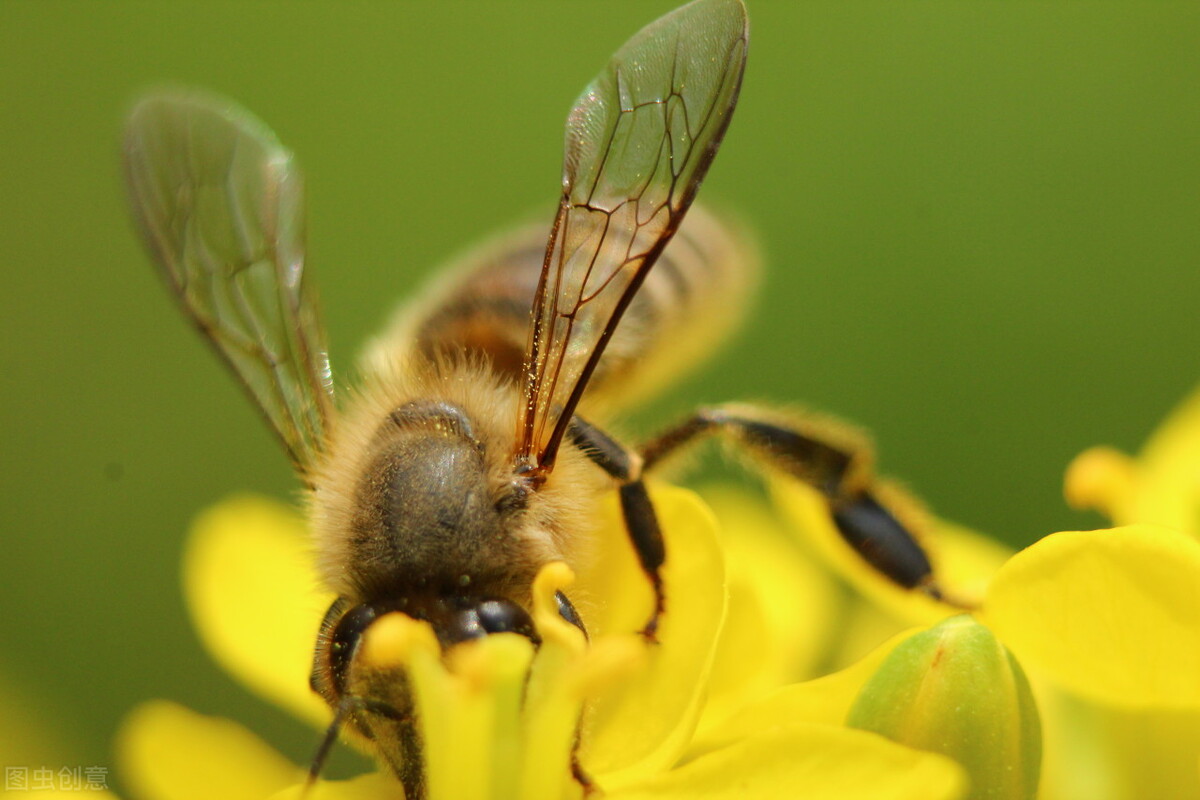 小孩子可以吃蜂蜜嗎(小孩子吃蜂蜜的注意事項(xiàng)) 小孩子可以吃蜂蜜嗎(小孩子吃蜂蜜的注意事項(xiàng))