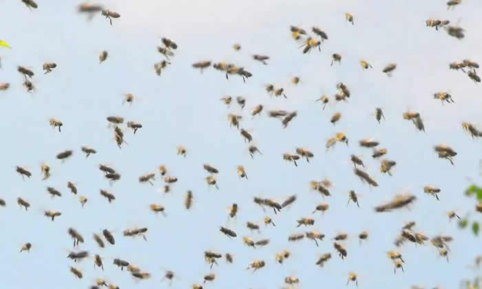 自然分蜂后怎么處理? 自然分蜂后怎么處理?