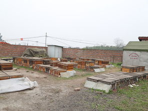 養蜂場種什么樹好乘涼(哪些地方適合養蜂) 養蜂場種什么樹好乘涼(哪些地方適合養蜂)