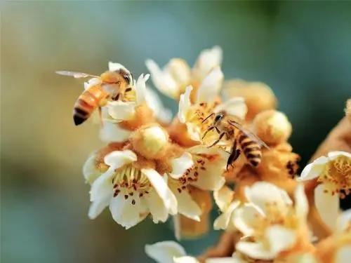 蜜蜂過(guò)箱不產(chǎn)卵