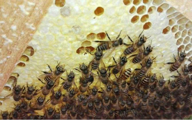 如何掌握蜜蜂的蜂脾關(guān)系? 蜂脾關(guān)系