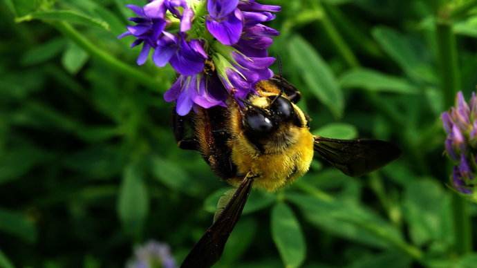 蜜蜂的養(yǎng)殖技術(shù)有哪些？