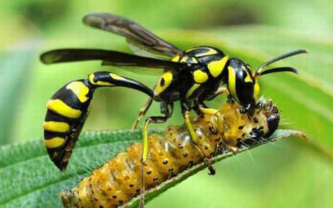 細腰蜂的分布地區