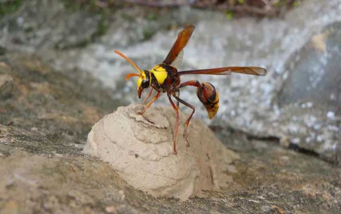 細腰蜂的分布地區