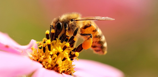 工蜂拖幼蟲是什么原因？