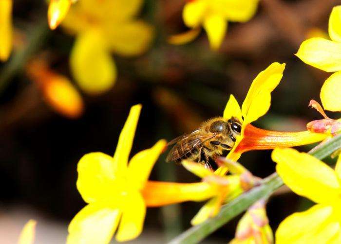 蜜蜂如何培養蜂王？