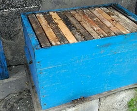 新手怎么樣活框養(yǎng)蜂（新手開始養(yǎng)蜂需要學(xué)習(xí)什么）