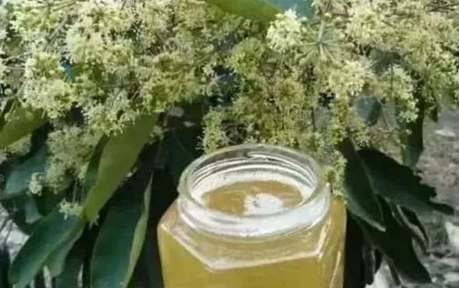 鴨腳木蜂蜜和普通蜂蜜的對比(鴨腳木蜂蜜和普通蜂蜜有區別嗎) 鴨腳木蜂蜜和普通蜂蜜的對比(鴨腳木蜂蜜和普通蜂蜜有區別嗎)