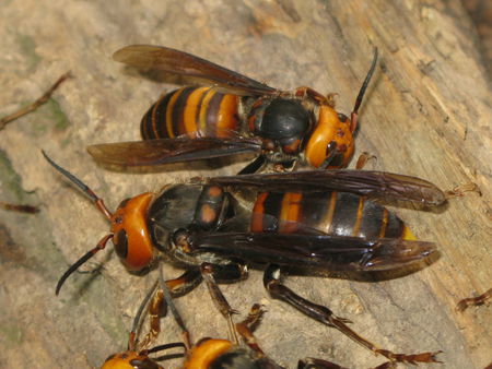 中國大虎頭蜂和夜蜂誰更強(qiáng)（虎頭蜂和夜蜂誰的毒性更強(qiáng)）