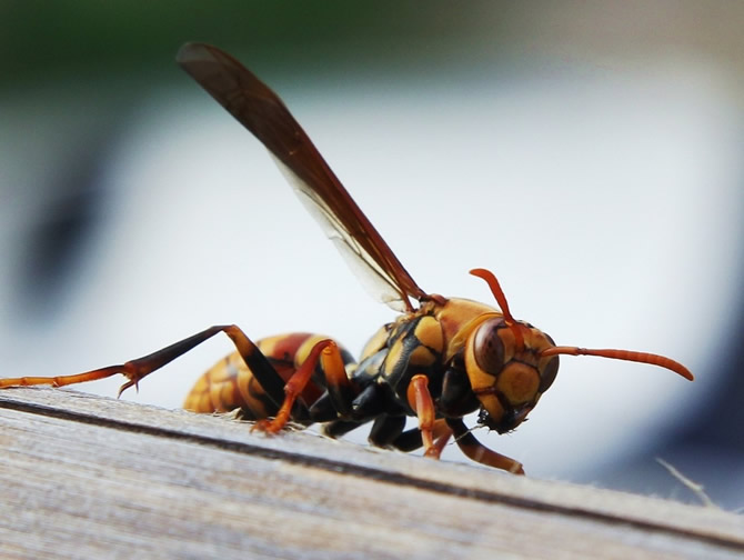 胡蜂養(yǎng)殖技術(shù)和方法(教你如何成功養(yǎng)殖胡蜂) 胡蜂養(yǎng)殖技術(shù)和方法(教你如何成功養(yǎng)殖胡蜂)