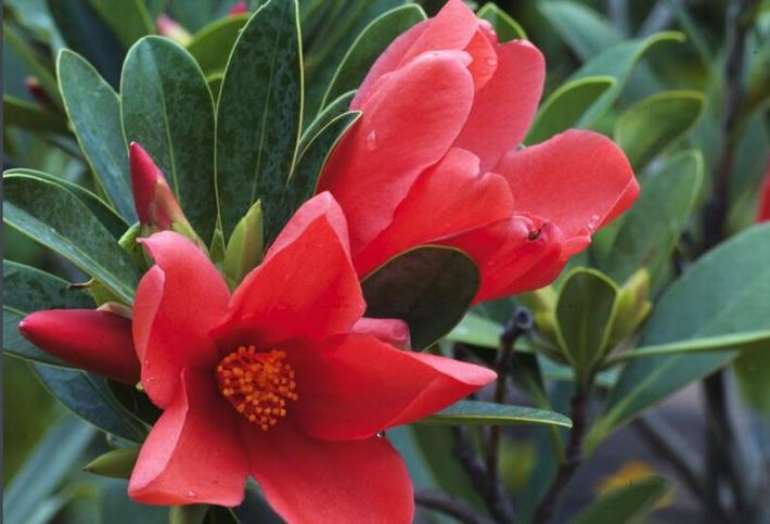 山茶花什么時候開花（山茶花的開花時間和周期）