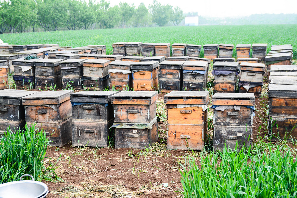 怎樣學會養蜂技術(新手養蜂要先學什么技術) 怎樣學會養蜂技術(新手養蜂要先學什么技術)