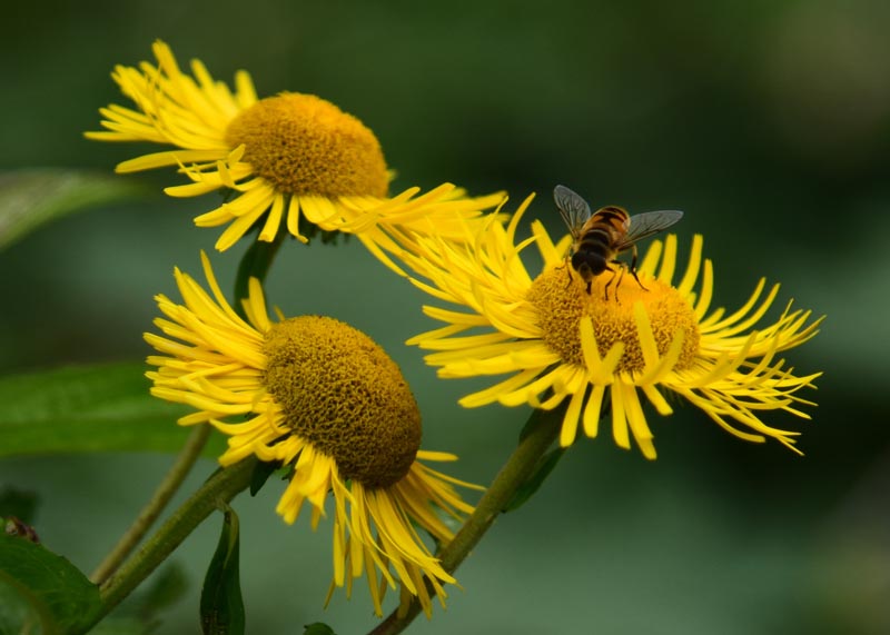 菊花是不是蜜源植物(對菊花蜜源的認(rèn)識) 菊花是不是蜜源植物(對菊花蜜源的認(rèn)識)