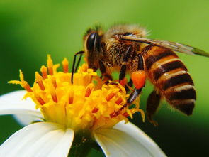 菊花是不是蜜源植物(對菊花蜜源的認(rèn)識) 菊花是不是蜜源植物(對菊花蜜源的認(rèn)識)