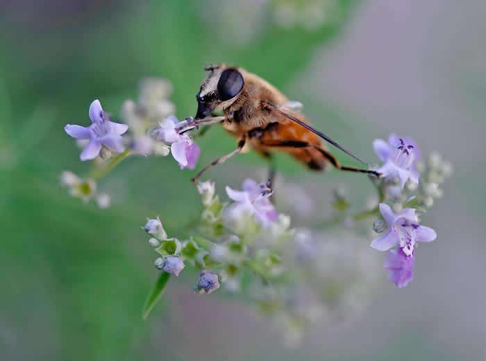 松丹一號的優點和缺點