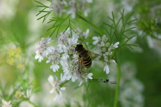 蜂王是怎樣被蜜蜂們選中為王的(蜂王是怎么選出來的) 蜂王是怎樣被蜜蜂們選中為王的(蜂王是怎么選出來的)