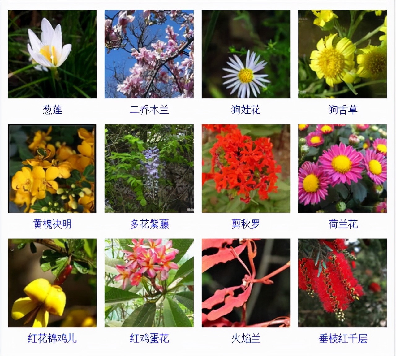 植物品種名稱大全（最常見的800種景觀觀花植物，附植物習性種植）