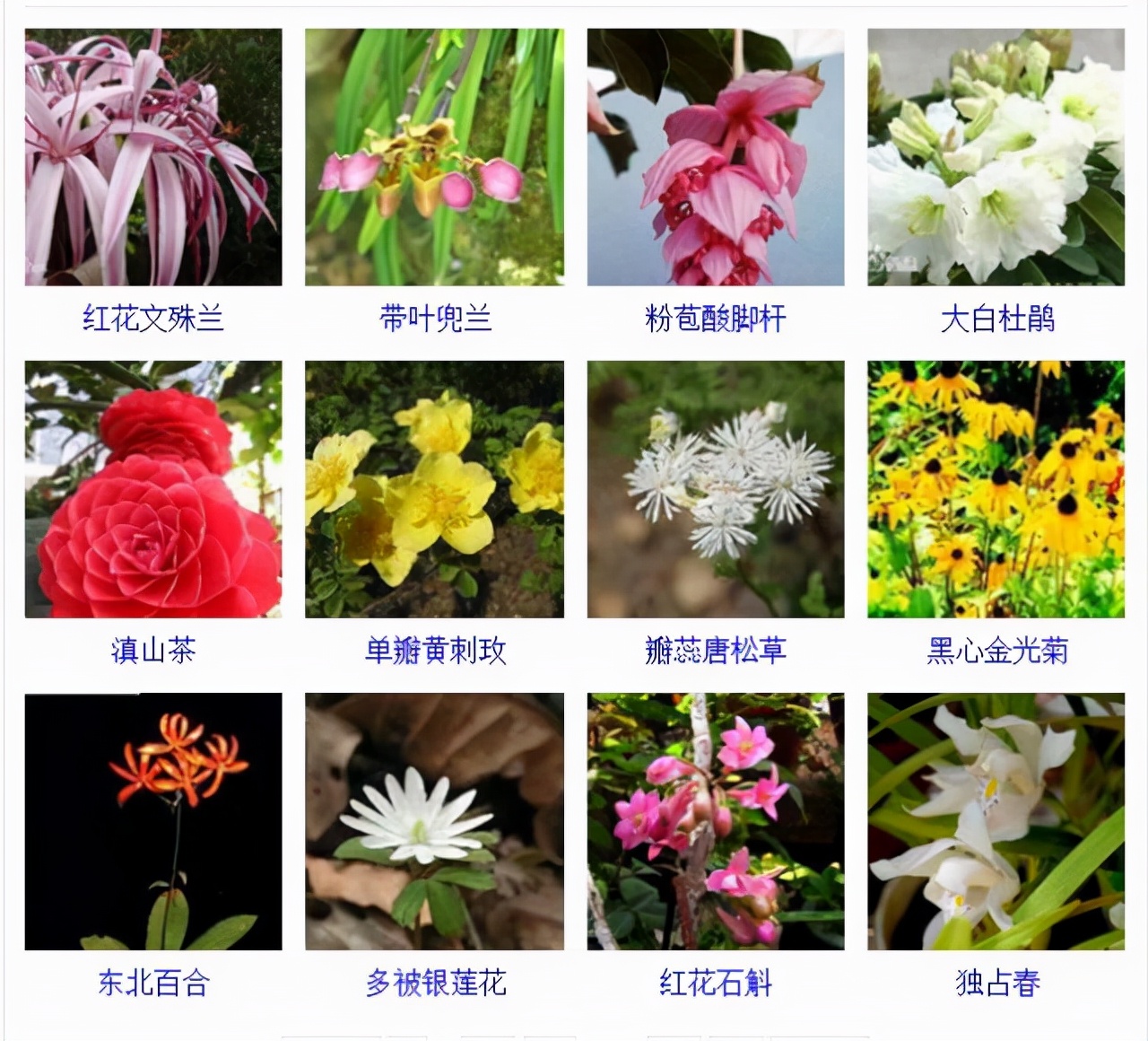 植物品種名稱大全（最常見的800種景觀觀花植物，附植物習性種植）