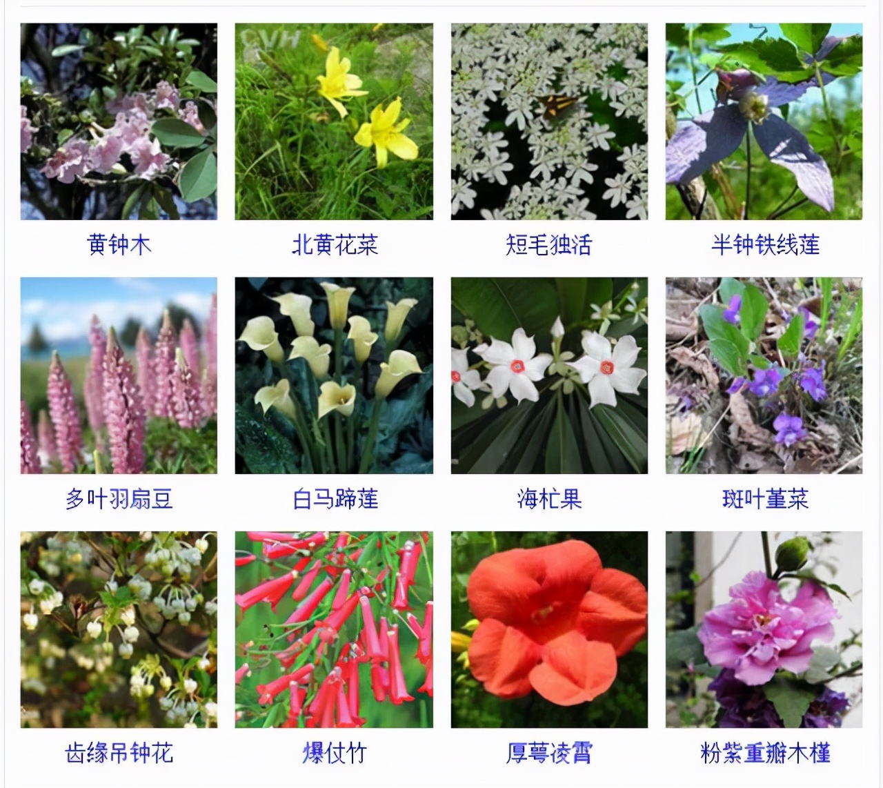 植物品種名稱大全（最常見的800種景觀觀花植物，附植物習性種植）
