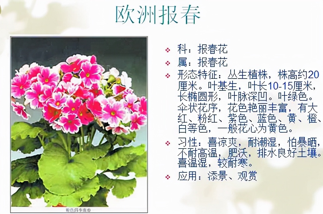 植物品種名稱大全（最常見的800種景觀觀花植物，附植物習性種植）