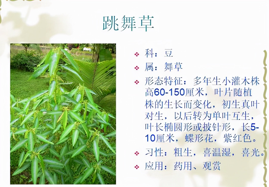 植物品種名稱大全（最常見的800種景觀觀花植物，附植物習性種植）