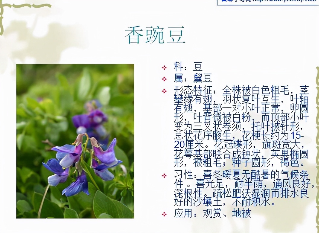 植物品種名稱大全（最常見的800種景觀觀花植物，附植物習性種植）