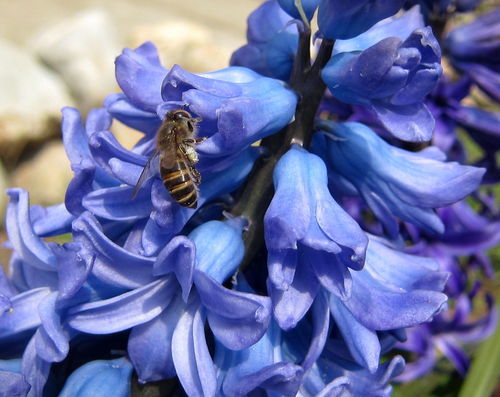 蜜蜂病蟲害防治(7種蜜蜂常見病蟲害防治技術) 蜜蜂病蟲害防治(7種蜜蜂常見病蟲害防治技術)