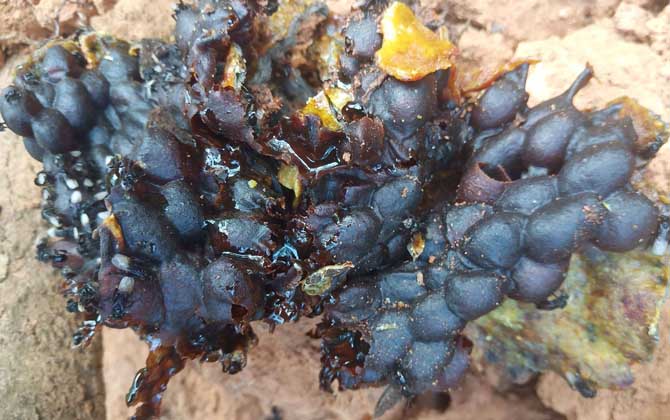 酸蜂蜜和普通蜂蜜的對比(酸蜂蜜比普通蜂蜜好嗎) 酸蜂蜜和普通蜂蜜的對比(酸蜂蜜比普通蜂蜜好嗎)