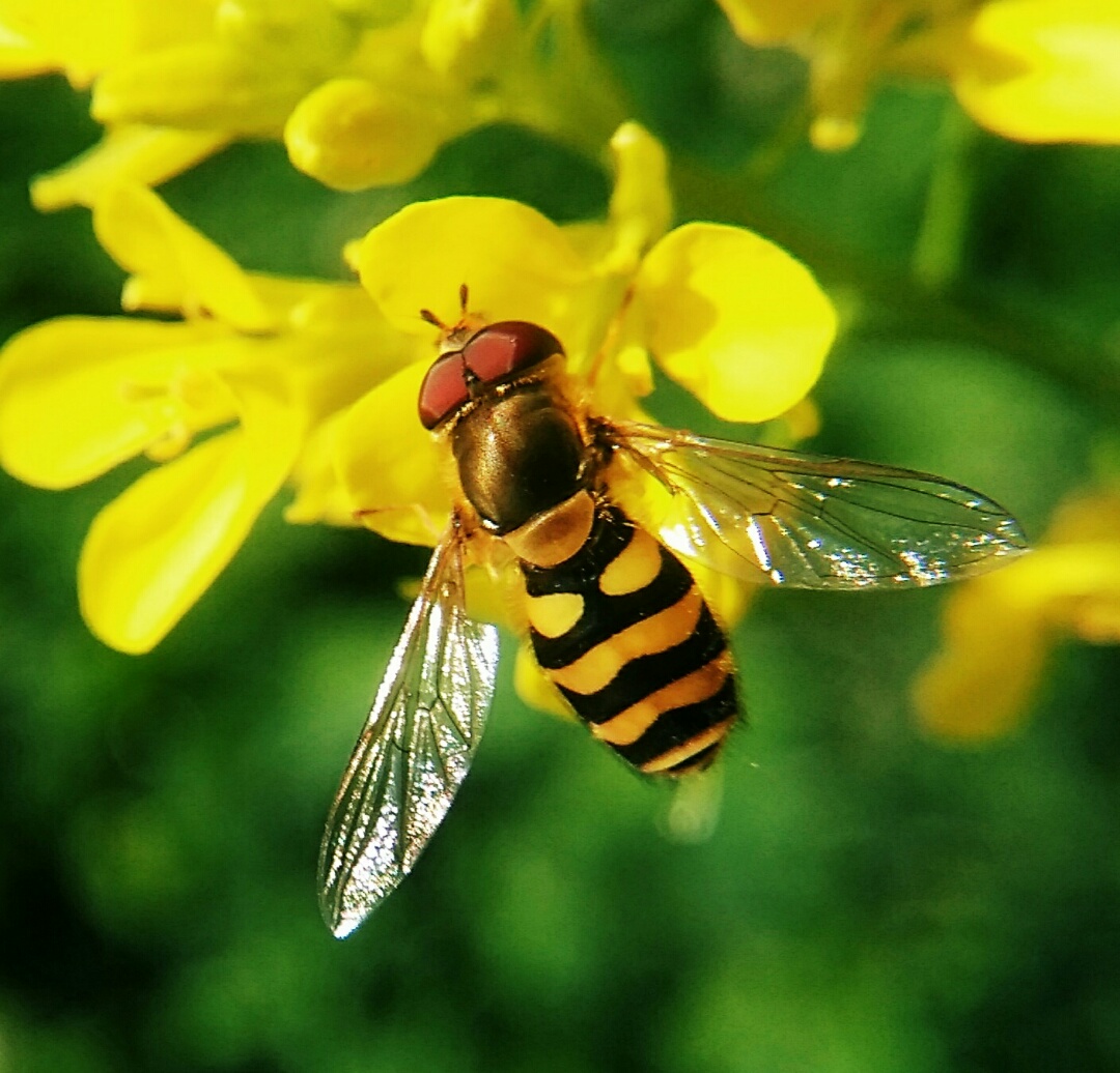 松丹一號(hào)一代雜交蜂王留種用如何（淺談蜂王在蜜蜂疾病防治中作用）