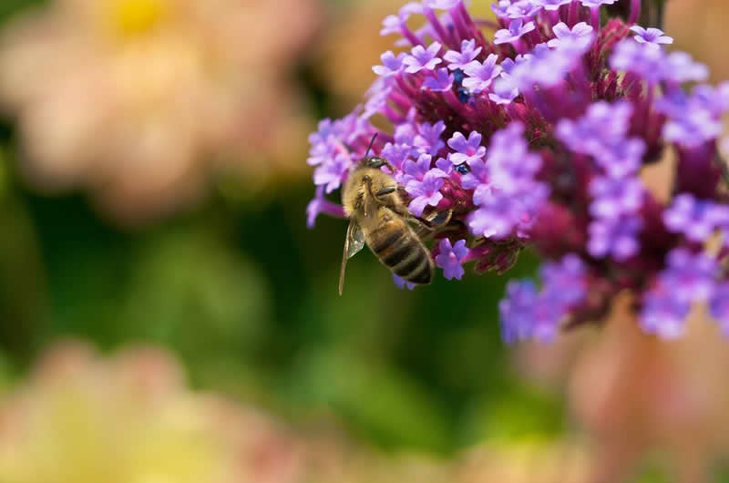 【蜜蜂知識】蜜蜂螫人后為什么會死？