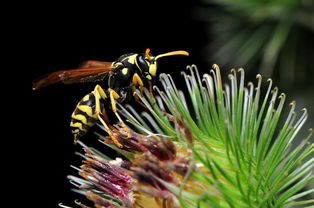 工蜂變黑油亮是什么原因(工蜂發黑還可以合群嗎) 工蜂變黑油亮是什么原因(工蜂發黑還可以合群嗎)