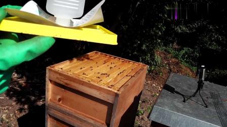 一脾蜂怎么過(guò)冬（蜜蜂一脾也能越冬）