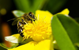哪里購買松丹一號蜂王(哪里買的中蜂蜂王最好) 哪里購買松丹一號蜂王(哪里買的中蜂蜂王最好)