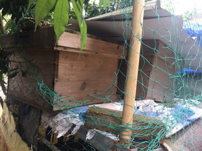 蜂王一年產(chǎn)卵幾次(一只蜂王一年能產(chǎn)幾次卵) 蜂王一年產(chǎn)卵幾次(一只蜂王一年能產(chǎn)幾次卵)