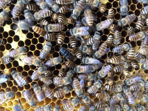 新手養中蜂要掌握哪些技術(沒有經驗養好中蜂的技術要點) 新手養中蜂要掌握哪些技術(沒有經驗養好中蜂的技術要點)