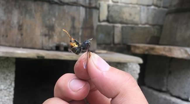 新手養中蜂要掌握哪些技術(沒有經驗養好中蜂的技術要點) 新手養中蜂要掌握哪些技術(沒有經驗養好中蜂的技術要點)