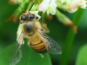 馬蜂養殖技術之育馬蜂王技術(馬蜂王怎么培育) 馬蜂養殖技術之育馬蜂王技術(馬蜂王怎么培育)
