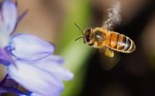 小蜜蜂出去采花粉最遠的路程是多遠 小蜜蜂出去采花粉最遠的路程是多遠