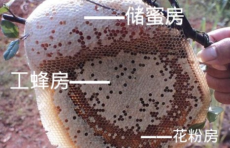 野生的蜜蜂窩長(zhǎng)什么樣子