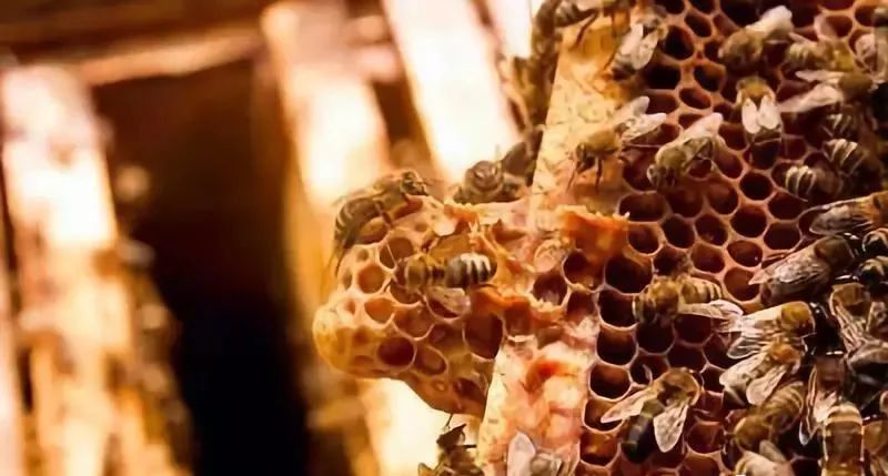 急造王臺幾天能出蜂王幾天產(chǎn)卵（新蜂王從出王臺到產(chǎn)卵需要多少天）