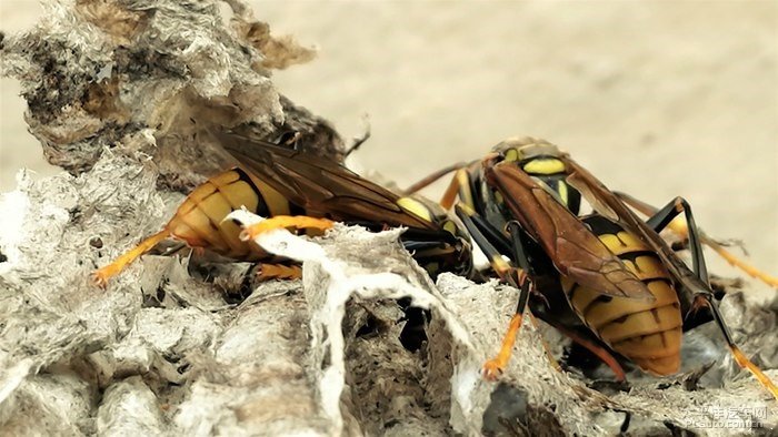 馬蜂是什么毒素（馬蜂的毒素是什么成分）