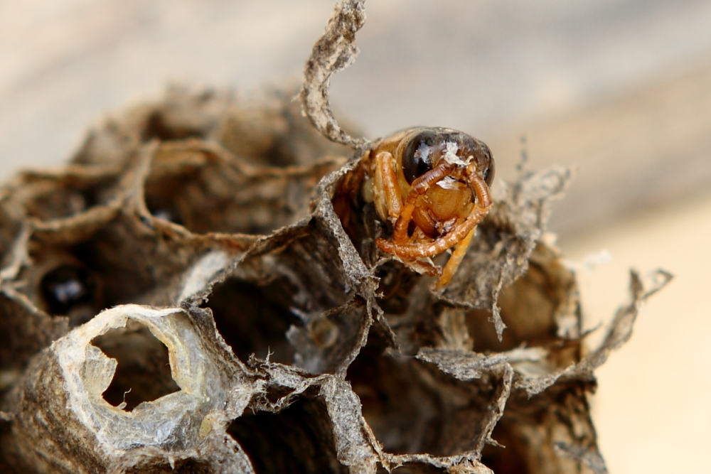 馬蜂是什么毒素（馬蜂的毒素是什么成分）