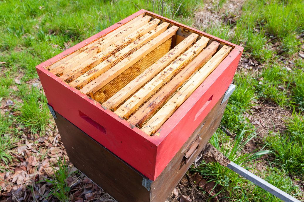 養蜂王的地址怎么選擇（蜜蜂人工育王的時間）